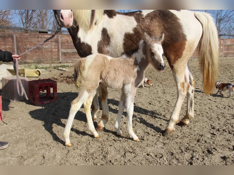 German Riding Pony Stallion  14,2 hh Pinto in Rees