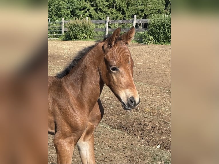 German Riding Pony Stallion  14,2 hh Smoky-Black in Himmelkron