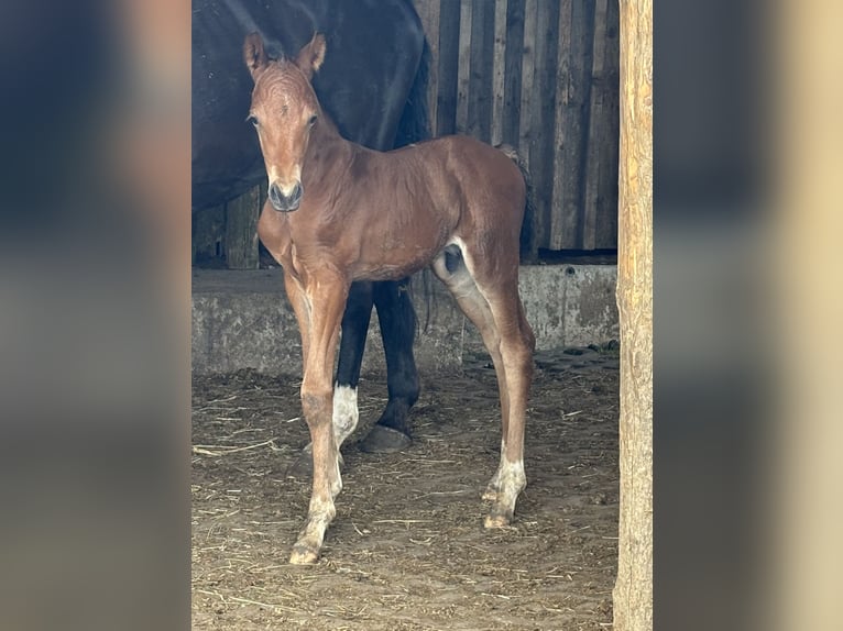 German Riding Pony Stallion  14,2 hh Smoky-Black in Himmelkron