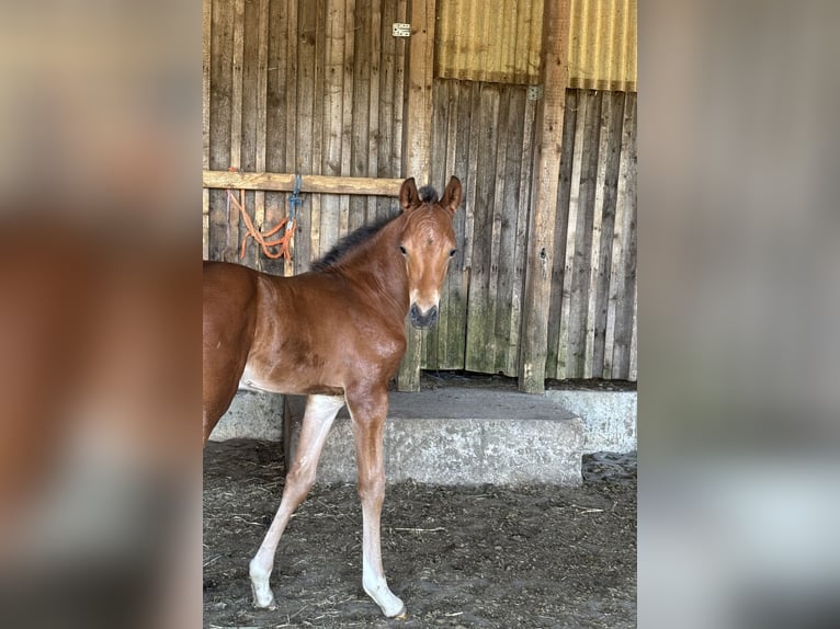 German Riding Pony Stallion  14,2 hh Smoky-Black in Himmelkron