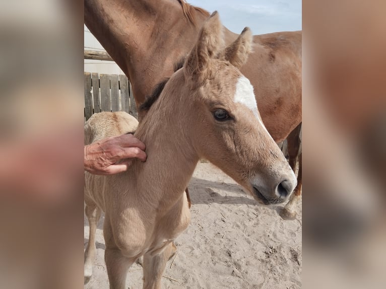 German Riding Pony Stallion Foal (05/2026) 15.1 hh Buckskin in PLANKSTADT