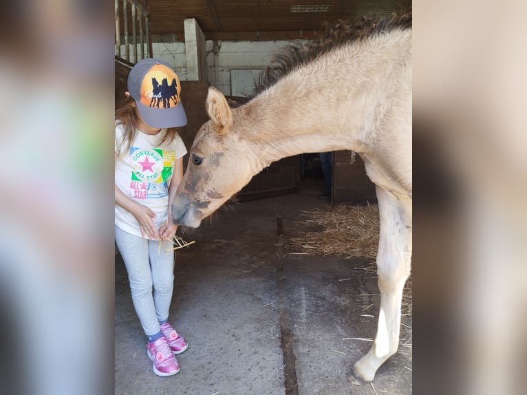 German Riding Pony Stallion Foal (05/2026) 15.1 hh Buckskin in PLANKSTADT