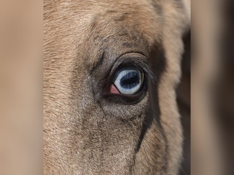 German Riding Pony Stallion Foal (04/2026) 15.1 hh Buckskin in Langwedel