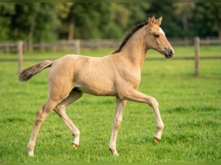 German Riding Pony Stallion Foal (05/2026) 15.1 hh Dun in Plankstadt