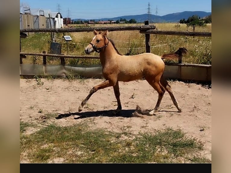 German Riding Pony Stallion Foal (05/2026) 15.1 hh Dunalino in PLANKSTADT