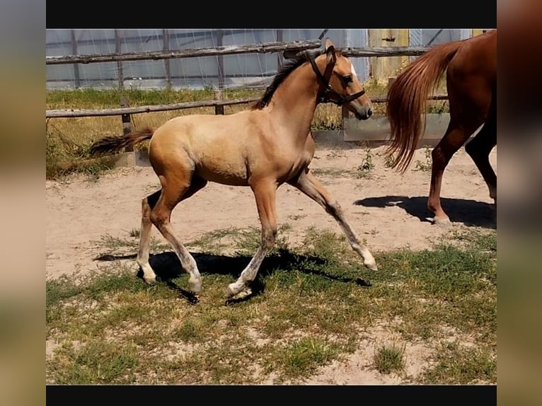 German Riding Pony Stallion Foal (05/2026) 15.1 hh Dunalino in PLANKSTADT