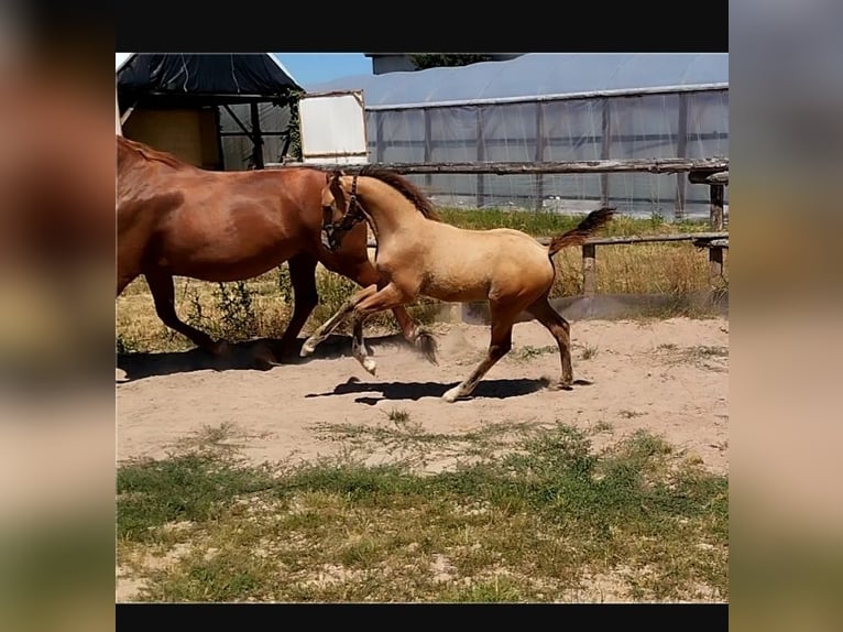 German Riding Pony Stallion Foal (05/2026) 15.1 hh Dunalino in PLANKSTADT