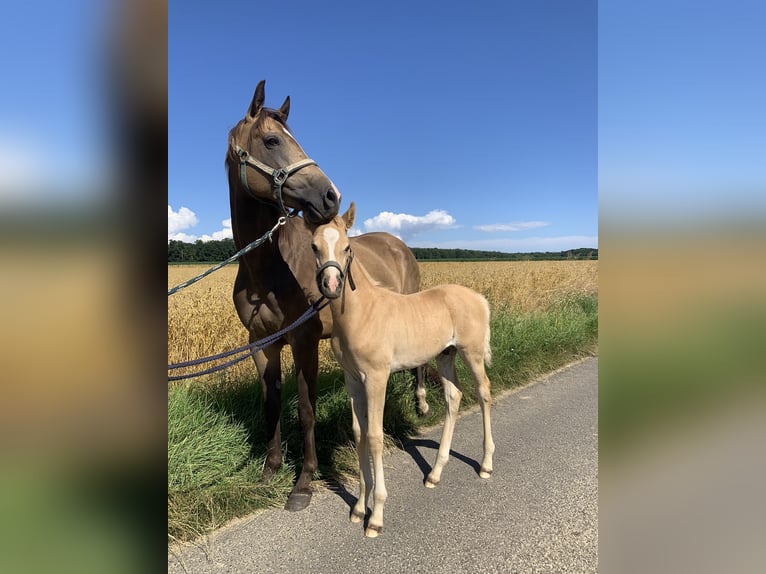 German Riding Pony Stallion Foal (05/2024) 15,1 hh Palomino in Gelnhausen