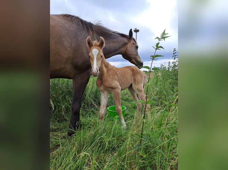 German Riding Pony Stallion Foal (05/2024) 15,1 hh Palomino in Gelnhausen