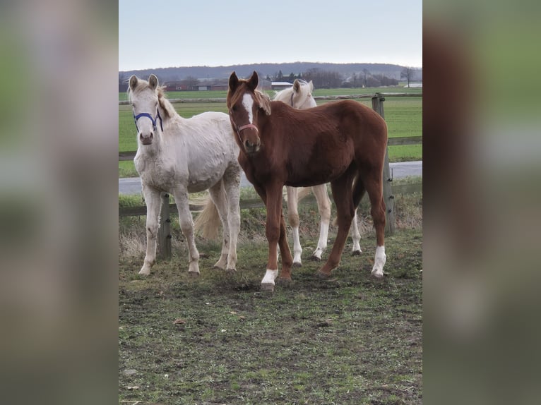 German Riding Pony Stallion Foal (04/2025) 15,1 hh Chestnut in Vienenburg