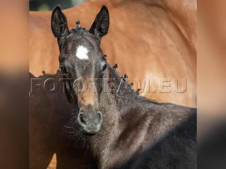 German Riding Pony Stallion Foal (06/2025) 15,1 hh in Gresten