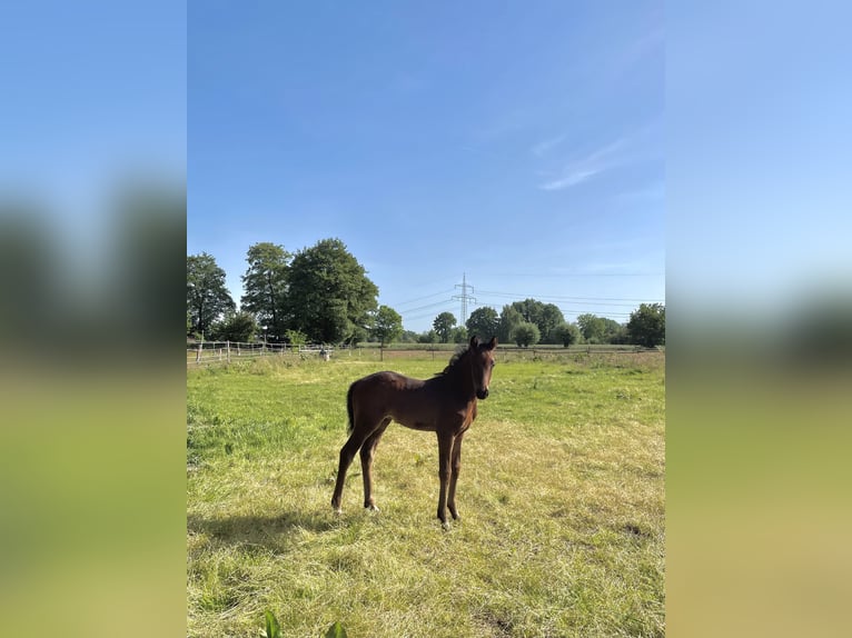 German Riding Pony Stallion Foal (04/2026) 8.3 hh Bay-Dark in Burgwedel