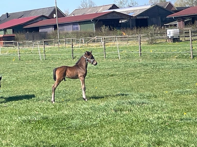 German Riding Pony Stallion  Bay-Dark in Ahlerstedt