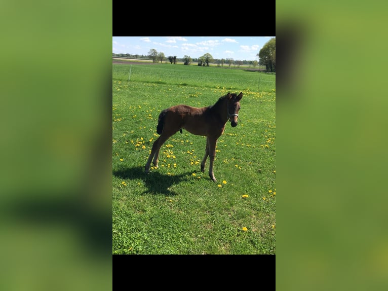 German Riding Pony Stallion  Bay-Dark in Ahlerstedt