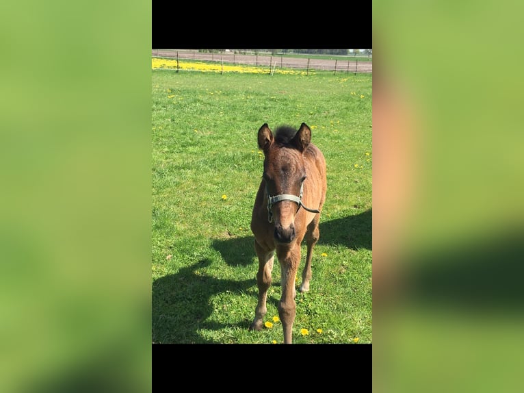 German Riding Pony Stallion  Bay-Dark in Ahlerstedt