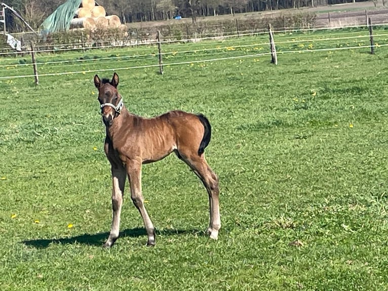 German Riding Pony Stallion  Bay-Dark in Ahlerstedt