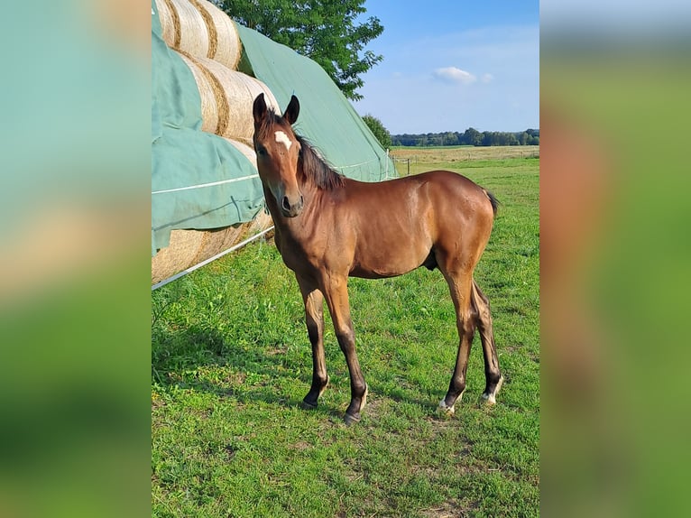 German Riding Pony Stallion  Bay-Dark in Bersteland Freiwalde