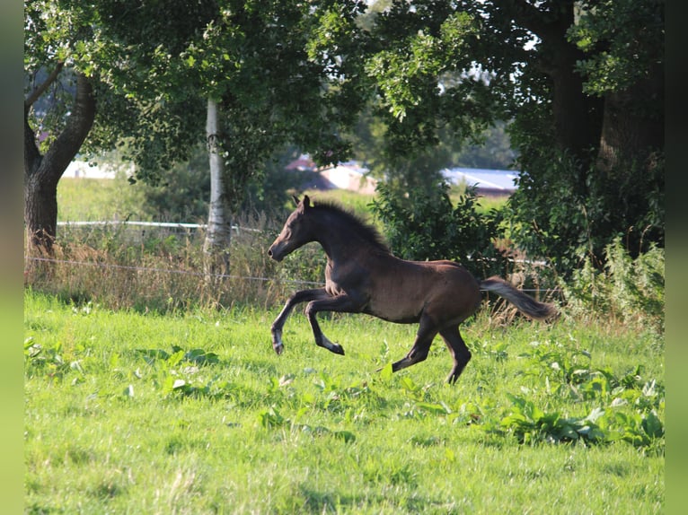 German Riding Pony Stallion Foal (05/2024) Bay-Dark in Zetel