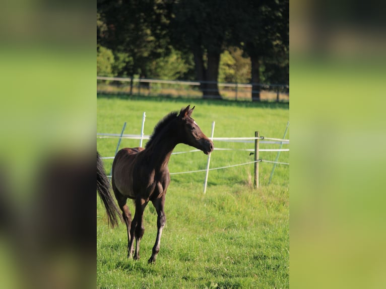 German Riding Pony Stallion Foal (05/2024) Bay-Dark in Zetel