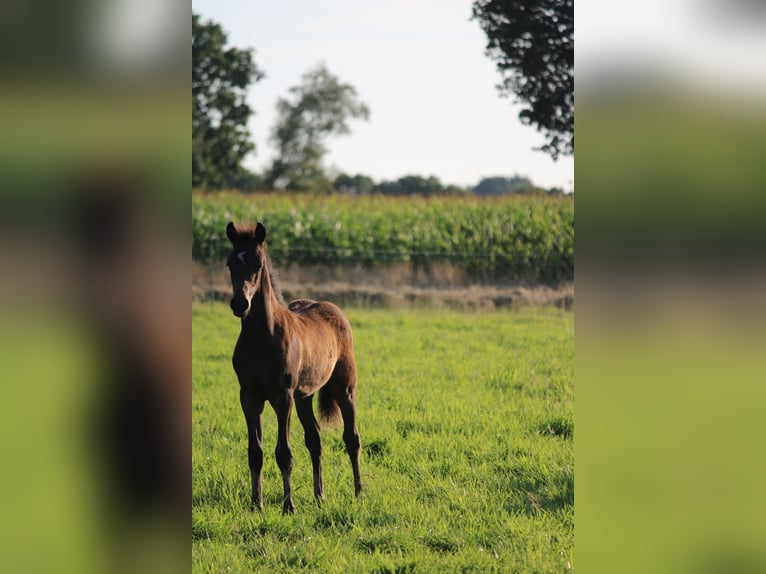 German Riding Pony Stallion Foal (05/2024) Bay-Dark in Zetel