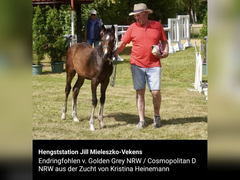 German Riding Pony Stallion  Bay-Dark in Twistetal