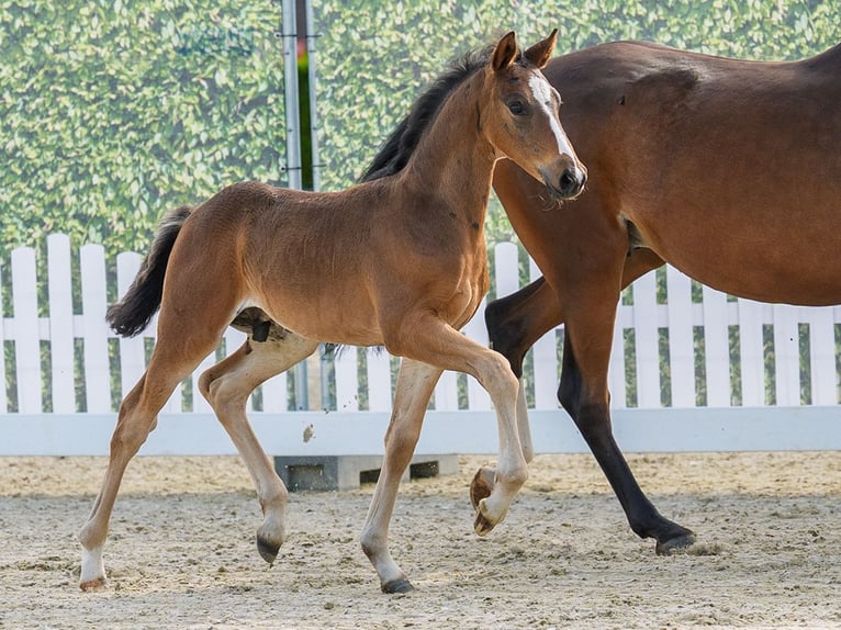 German Riding Pony Stallion Foal (05/2026) Bay-Dark in Mnster-Handorf