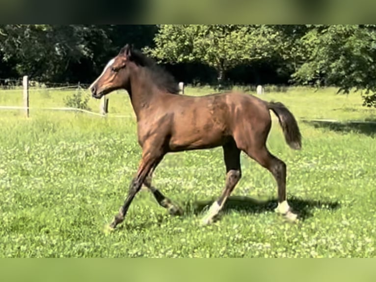 German Riding Pony Stallion Foal (03/2024) Bay-Dark in Werl