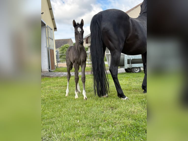 German Riding Pony Stallion  Black in Schkopau