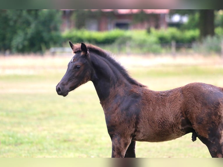 German Riding Pony Stallion Foal (04/2026) Black in Wettringen