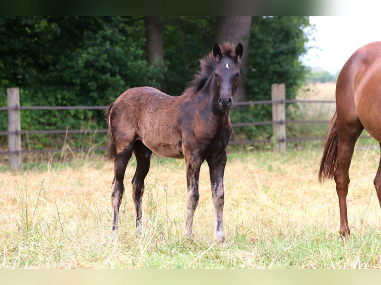 German Riding Pony Stallion Foal (04/2026) Black in Wettringen