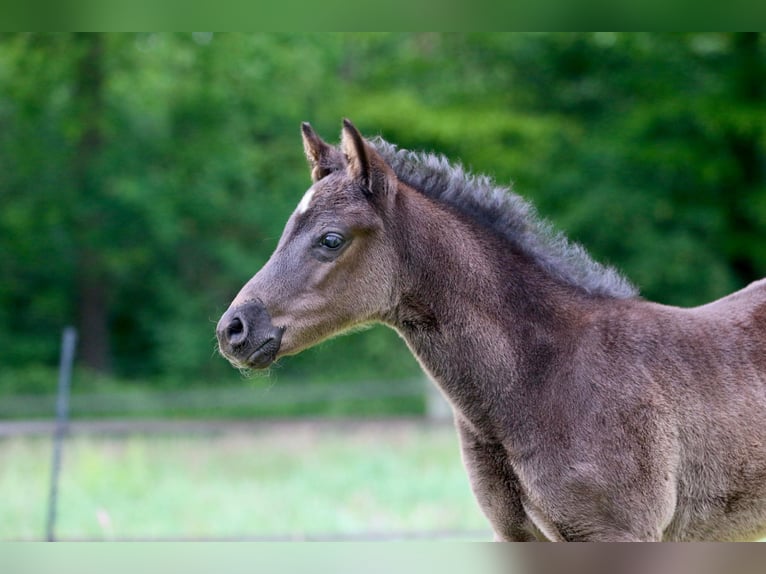 German Riding Pony Stallion Foal (04/2026) Black in Wettringen