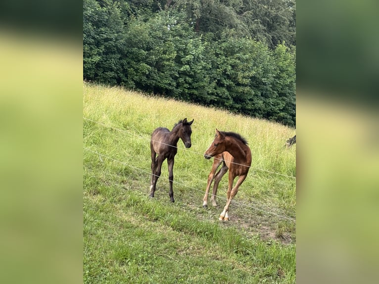 German Riding Pony Stallion Foal (05/2026) Black in Walldürn