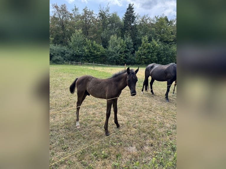 German Riding Pony Stallion Foal (05/2026) Black in Walldürn