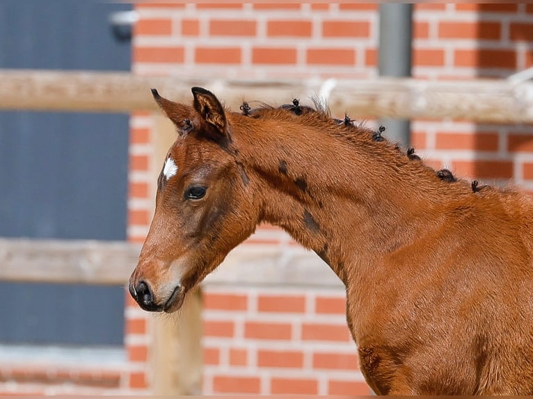 German Riding Pony Stallion  Brown in Bad Zwischenahn