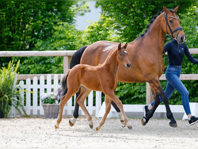 German Riding Pony Stallion  Brown in Bad Zwischenahn