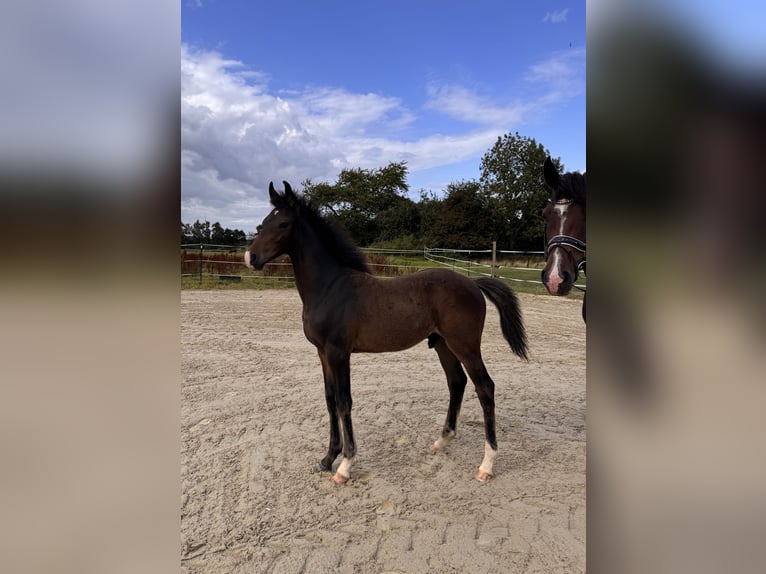 German Riding Pony Stallion Foal (05/2025) Brown in Bassum