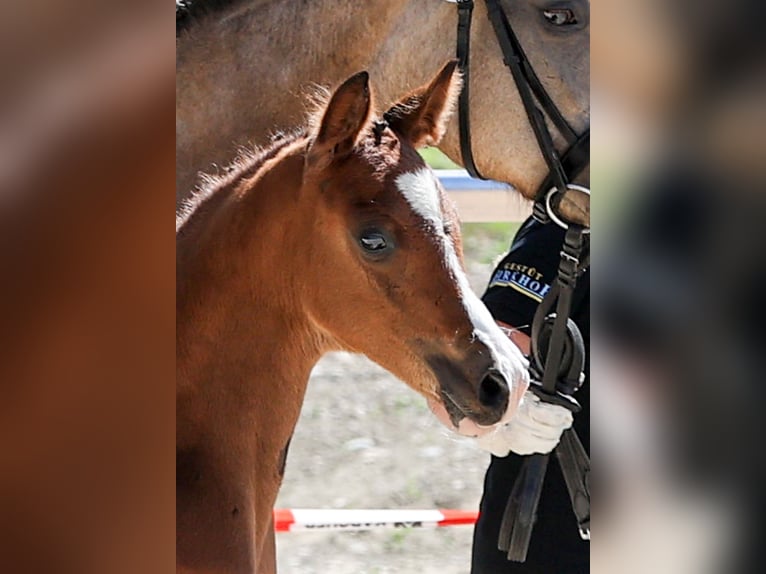German Riding Pony Stallion Foal (05/2025) Brown in Gomadingen