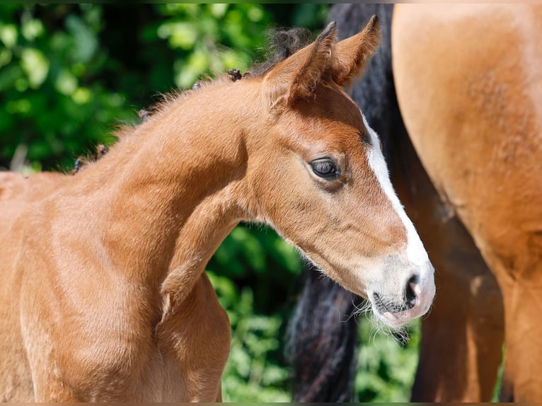 German Riding Pony Stallion  Brown in Hamm