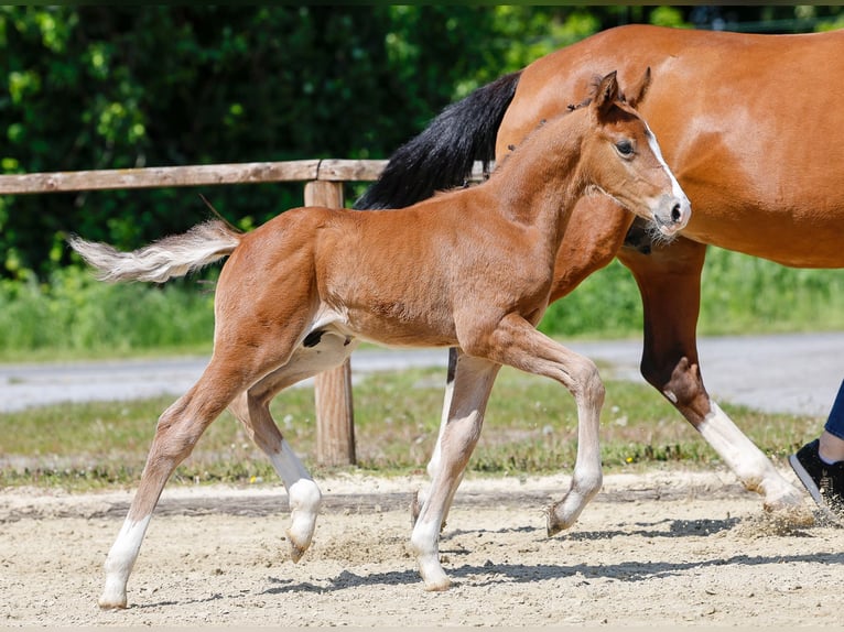 German Riding Pony Stallion  Brown in Hamm