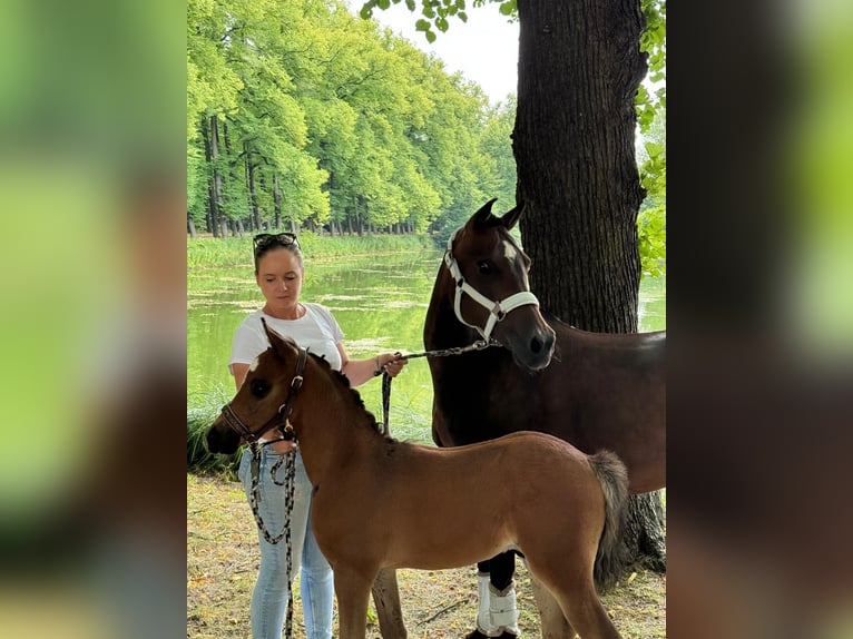 German Riding Pony Stallion Foal (06/2024) Brown in Dormagen