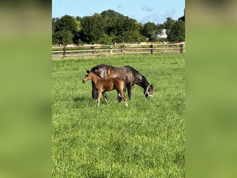 German Riding Pony Stallion Foal (06/2024) Brown in Dormagen