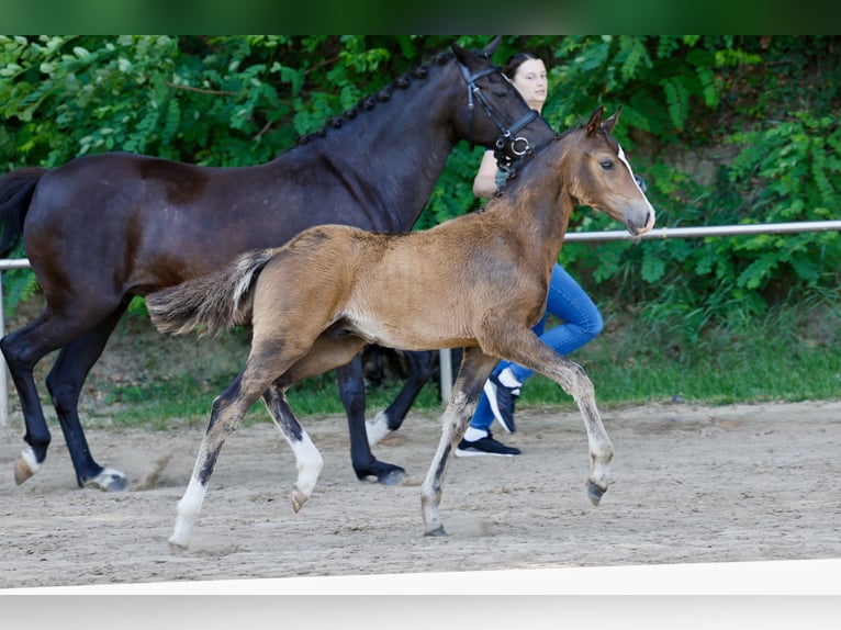 German Riding Pony Stallion Foal (04/2026) Brown in Lilienthal