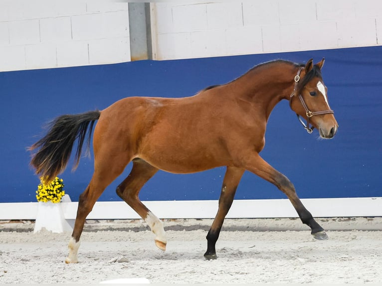 German Riding Pony Stallion Foal (05/2025) Brown in Marsberg