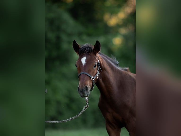 German Riding Pony Stallion  Brown in Heinzenbach