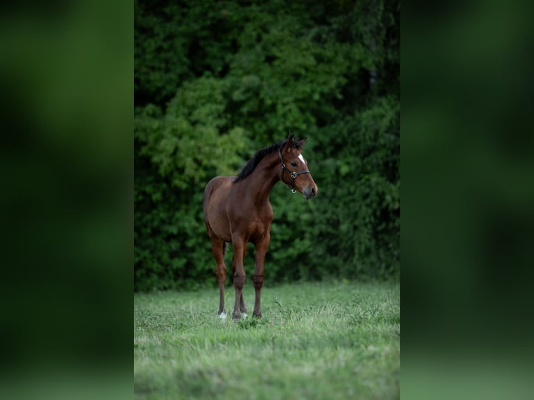 German Riding Pony Stallion  Brown in Heinzenbach
