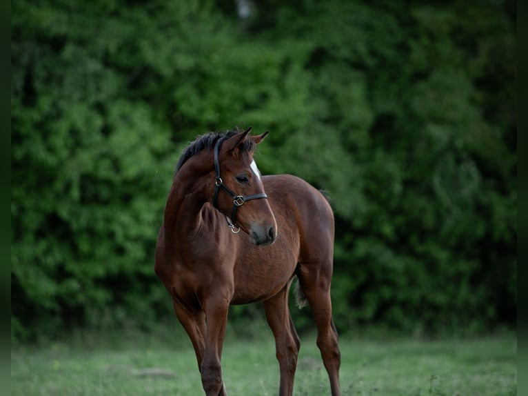 German Riding Pony Stallion  Brown in Heinzenbach