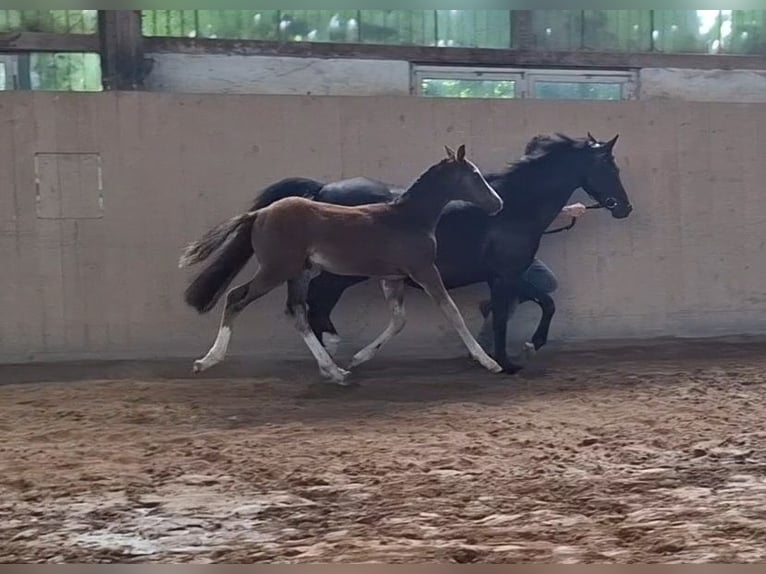 German Riding Pony Stallion Foal (03/2025) Brown in Zeulenroda