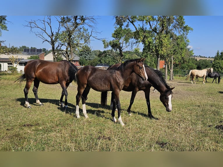 German Riding Pony Stallion Foal (03/2025) Brown in Zeulenroda