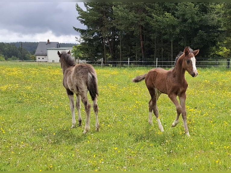 German Riding Pony Stallion Foal (03/2025) Brown in Zeulenroda