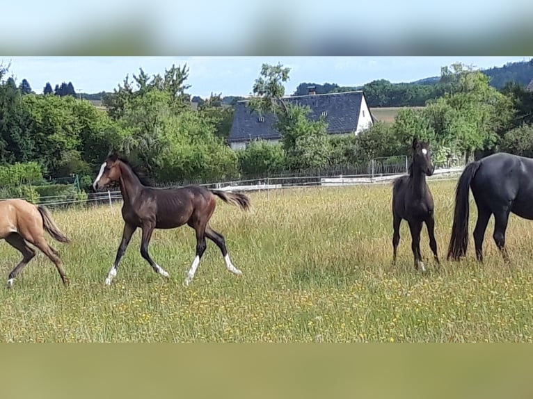 German Riding Pony Stallion Foal (03/2025) Brown in Zeulenroda